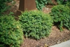 Rounded form of the shrub