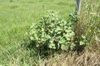 Xanthium strumarium