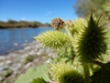 Fruit- burs