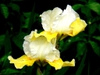 Yellow Iris flower