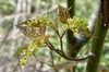 Greenish yellow corymbs on spikes & reddish brown young leaves.