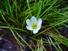 Grassy leaves & white, 6-tepaled flower with big yellow anthers
