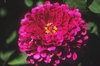 Zinnia elegans
