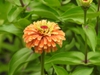 Zinnia elegans 'Queeny Lime Orange' flower