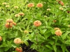 Zinnia elegans 'Queeny Lime Orange' form