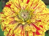 Variegated flower