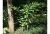 Form