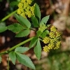 Mature form with gold umbels
