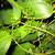 Smilax glabra