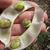 seeds