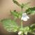 Flower and stem, shows fine hairs