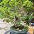 As bonsai