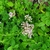 Clusters of tiny white flowers