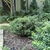 small rounded shrub with shiny leaves.
