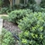 small rounded shrub with shiny leaves.