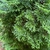 Dark green foliage in flattened branches