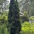 Upright, fastigiate conifer with dark green foliage.