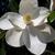 Magnolia grandiflora 'Little Gem'