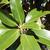 Magnolia grandiflora 'Little Gem'