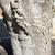 Gray bark, Craven County, NC