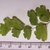 Leaves on single branch - June - Durham Co., NC