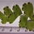 Leaves Underside - June - Durham Co., NC
