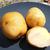 Solanum tuberosum