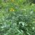 Tall plant