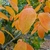 Leaves turning a rich orange.