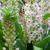 Eucomis bicolor