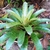 Rosette of variegated green and brown leaves.