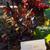 Beta vulgaris (Garden Beet Group)