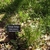Clump of fine, filiform, grassy foliage.