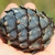 Pinus cembra