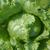 Lactuca sativa