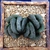 Haworthia