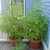 Two large tomato plants growing in large pots.