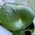 Teardrop-shaped leaves with a dimple in the center.