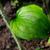Smilax tamnoides