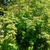 Dense form of the shrub