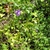 flower and leaves