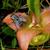 Sarracenia minor