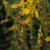 Solidago rugosa 'Fireworks' flowers