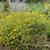 Solidago rugosa 'Fireworks' form