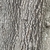 Gray, ridged bark.
