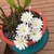 Flowers covering the plant