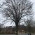 Large tree with rounded canopy bare of leaves.