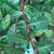 Leaf and stem