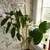 trellis display, greenish-white flowers tinged with light purple