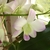 greenish white flowers tinged with light purple